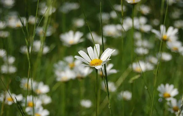 Grass, macro, flowers, chamomile, plants, Daisy