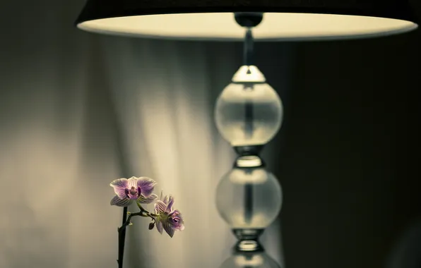 Picture light, flowers, lamp, lamp, shadows, orchids
