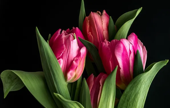 Tulips, buds, black background