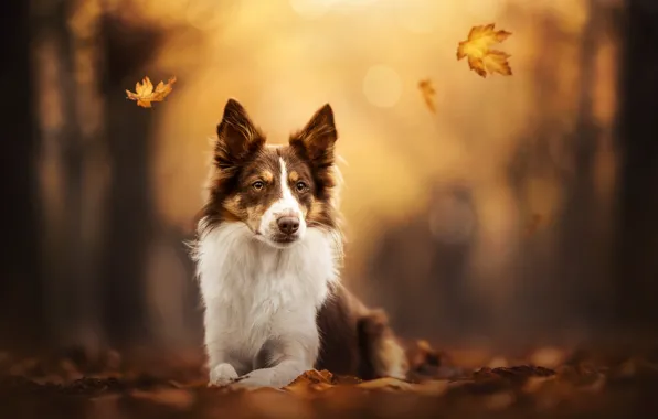 Picture autumn, leaves, dog, bokeh, The border collie