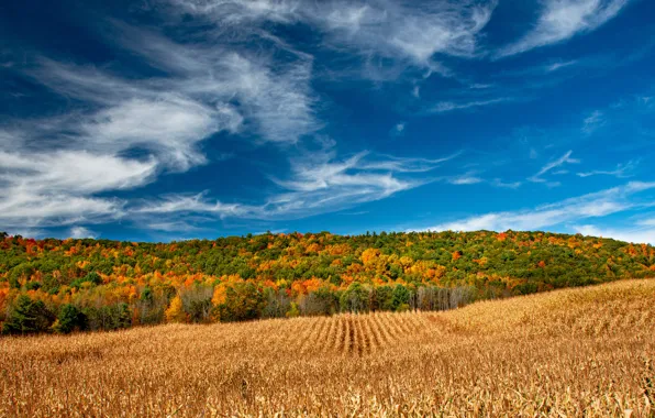 Picture field, autumn, forest, the sky, The State Of New York, New York State, The Region …