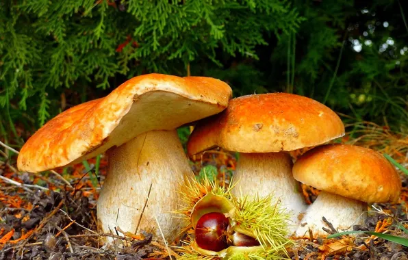 Mushrooms, beauty, Forest