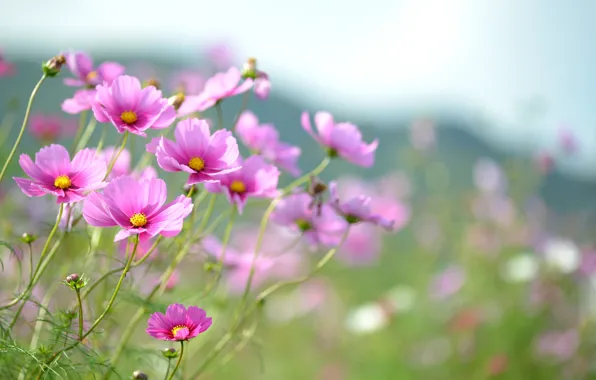 Summer, flowers, pink, kosmeya