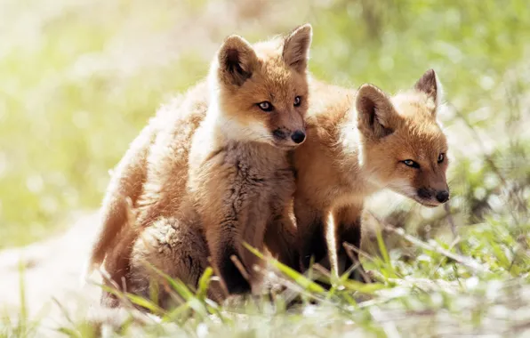 Light, nature, Fox, kids, a couple, two, bokeh, Fox
