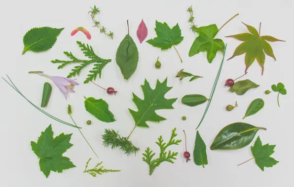 Picture leaves, texture, herbarium