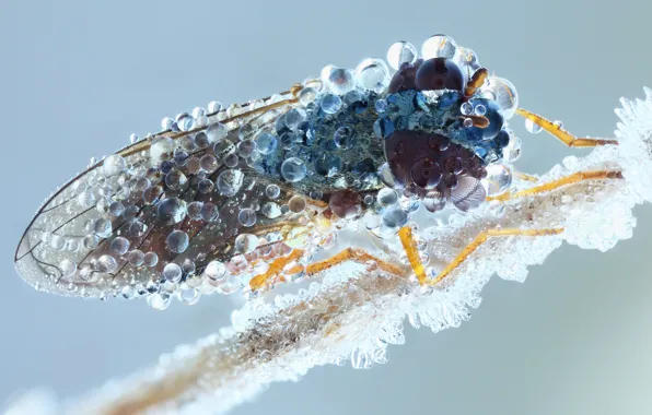Eyes, water, drops, macro, fly, background, blue, beauty