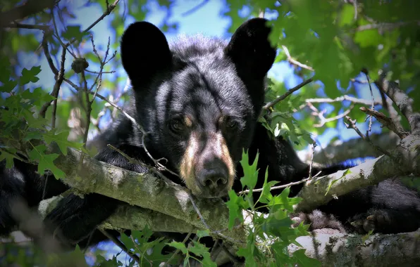 Greens, light, branches, tree, foliage, black, portrait, bear