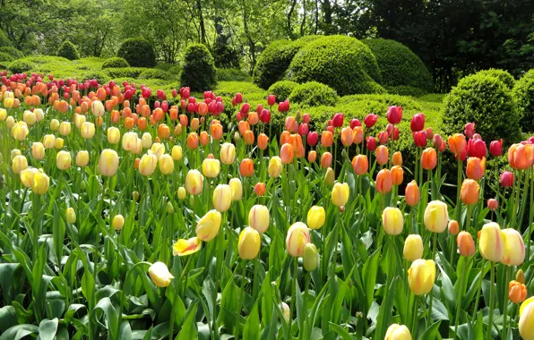 Greens, trees, flowers, Park, garden, tulips, colorful, beds