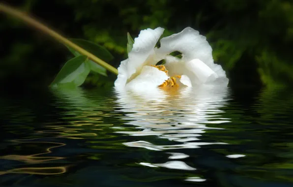 Picture white, water, reflection, peony