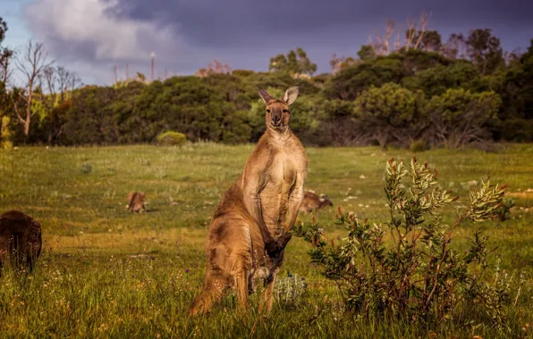 The sky, clouds, glade, pasture, Australia, kangaroo, the bushes