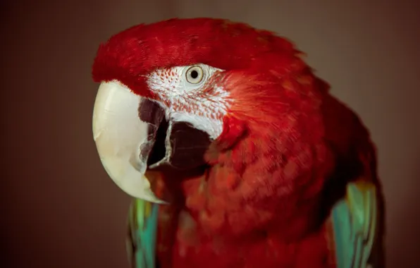 Red, eyes, bird, feathers, parrot