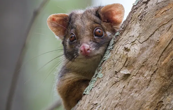 Look, trees, face, animal, Possum