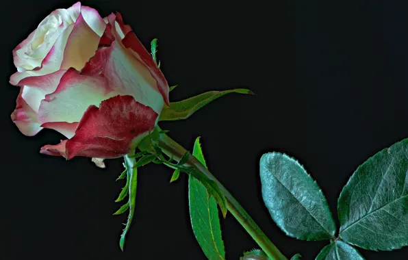 Leaves, roses, stem, black background, buds, closeup