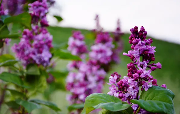 Flowers, mood, cute, spring, lilac