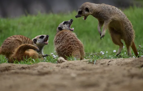 Grass, look, pose, jump, glade, fight, meerkats, fight
