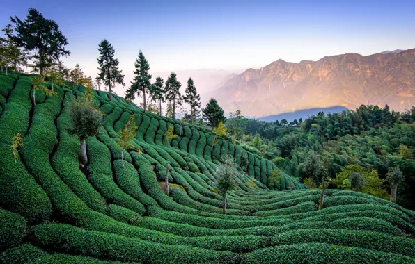 Trees, mountains, slope, Asia, Taiwan, tea plantation