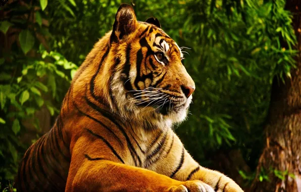 Tiger, jungle, in profile