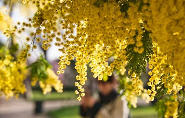 Flowers, branches, spring, yellow, Mimosa