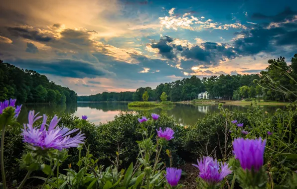 Picture the sky, water, flowers
