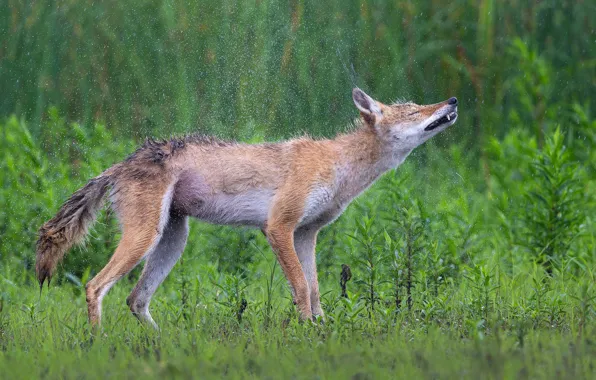 Greens, grass, squirt, pose, glade, wolf, coyote, shakes