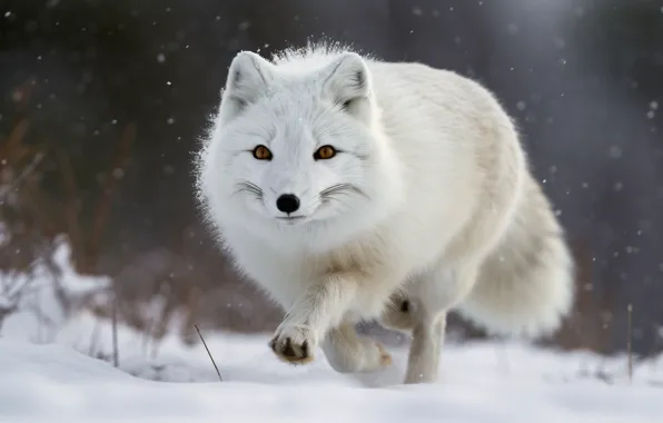 Winter, look, snow, nature, pose, running, the snow, walk