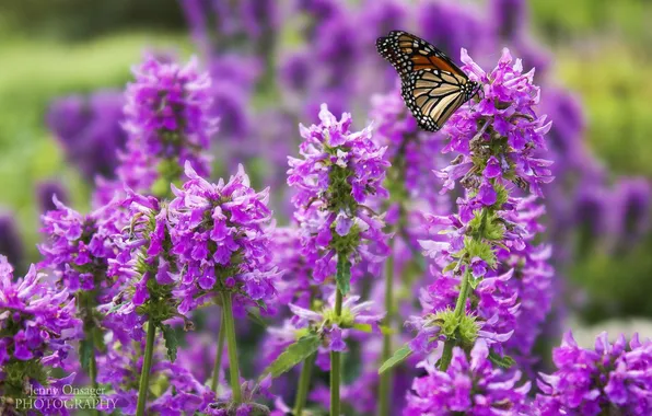 Macro, flowers, butterfly, insect, lilac