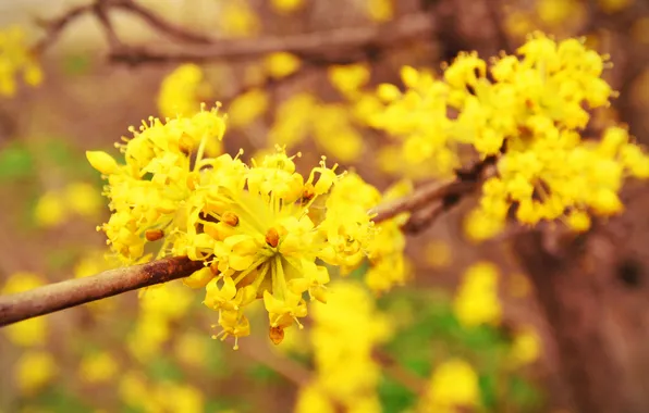 Picture flowers, yellow, tree, spring, flowering