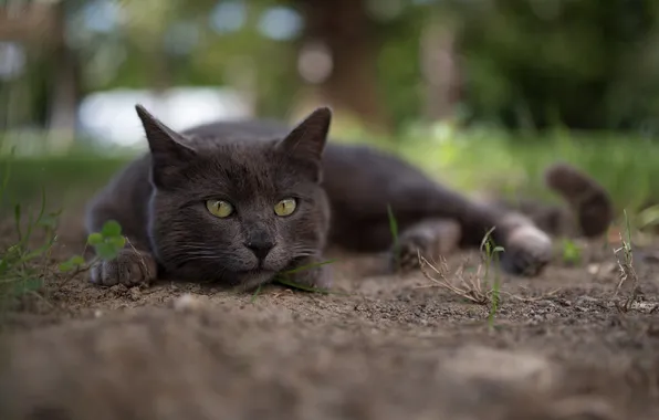 Picture cat, summer, eyes, cat, look, macro