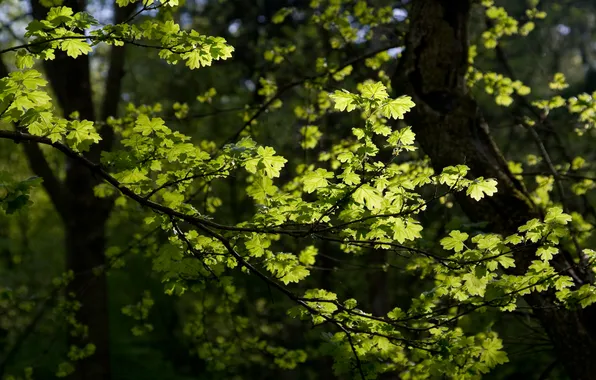 Greens, summer, leaves, macro, trees, branches, foliage