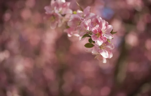 Picture flowers, glare, background, branch, spring, pink, flowering