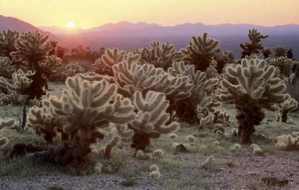 Picture the sun, sunset, mountains, the evening, cacti