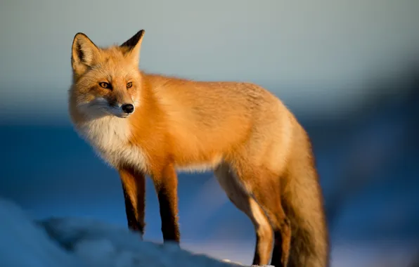 Fox, winter, snow, sunlight, wildlife