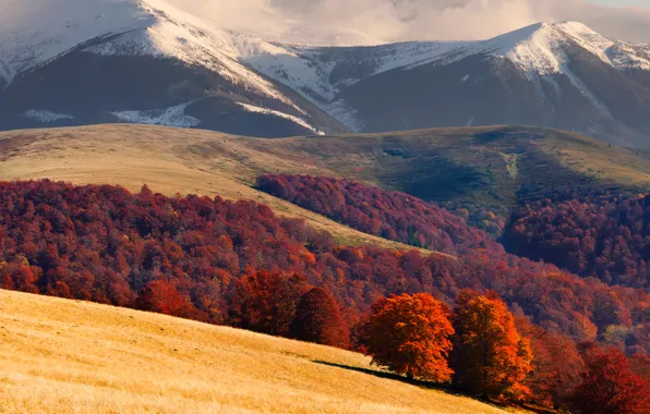 Picture mountains, field, Ukraine, forest, Carpathians