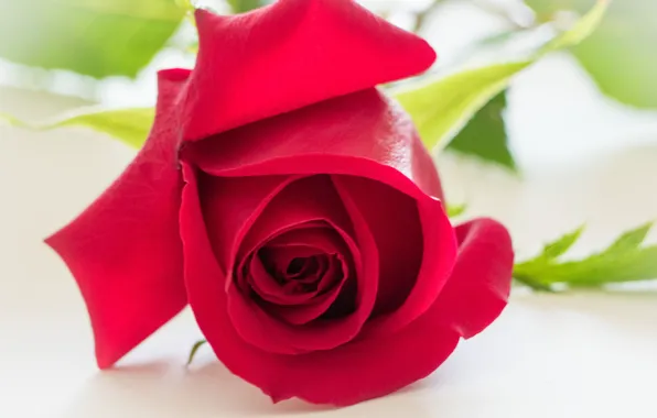 Macro, rose, Bud, red rose