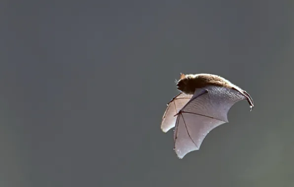 Nature, flight, flying mouse