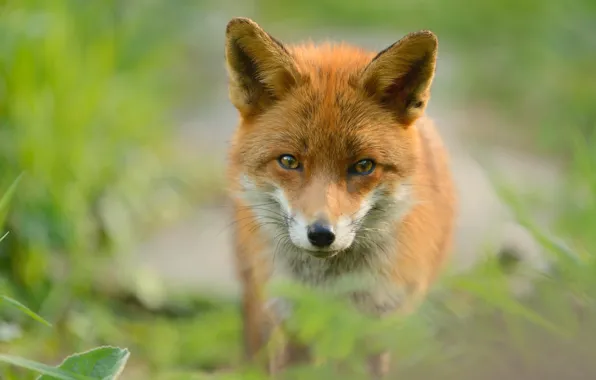 Picture grass, look, light, nature, pose, portrait, Fox, red
