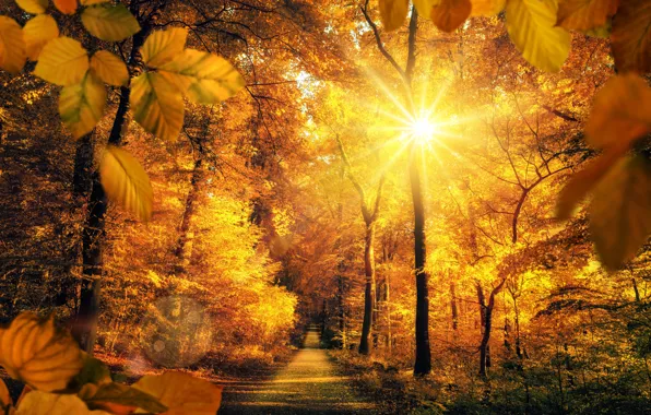 The sun, Road, Autumn, Trees, Leaves, Rays Of Light, Parks