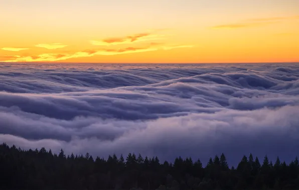Picture fog, CA, USA, Mount Tamalpais, State Park