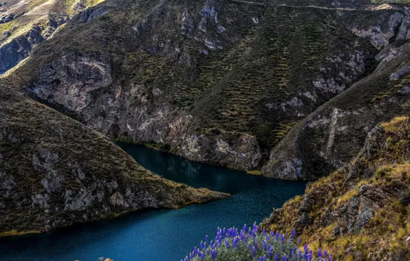 Picture flowers, river, stones, rocks, Peru, Huancaya