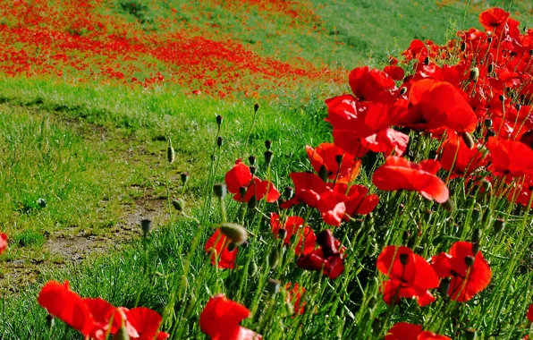 Field, grass, flowers, Maki, meadow, path