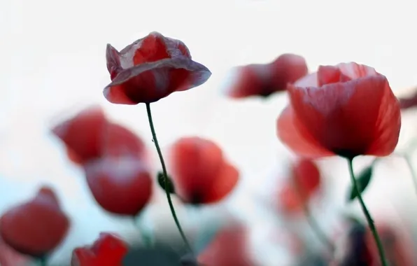 Wallpaper macro, flowers, nature, Maki, plants, red images for desktop ...