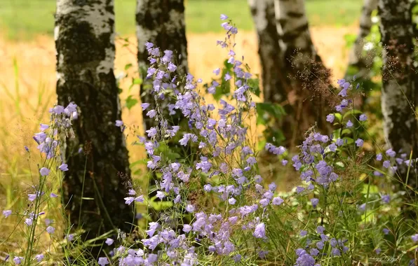 Summer, flowers, nature, bells