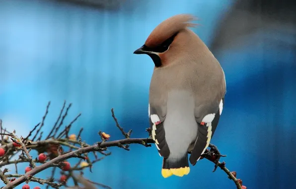 Picture branches, berries, bird, the Waxwing