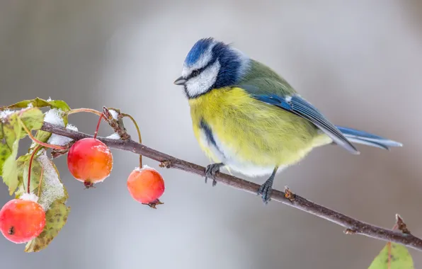 Autumn, background, bird, branch, fruit, tit, apples