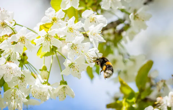 Flowers, Color, Flower, Bee, Plant, Plants, Flower, Flowers