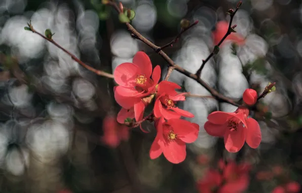 Light, flowers, branches, blur, spring, red, flowering, bokeh