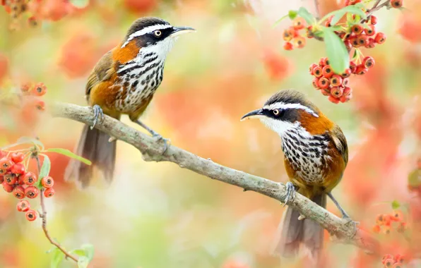 Picture birds, nature, berries, branch, pair, Taiwan