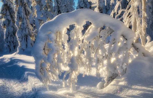 Winter, forest, light, snow, branches, lights, tree, in the snow