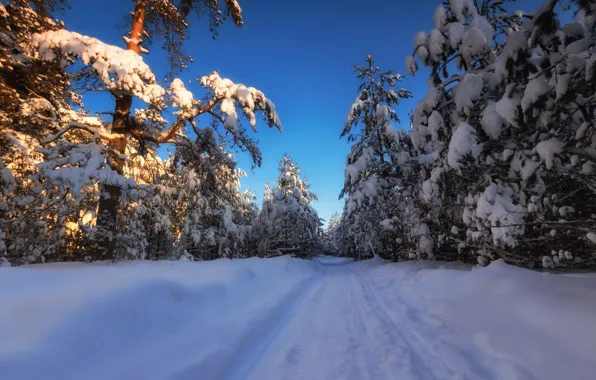 Winter, forest, snow, trees, the snow, Russia, Moscow oblast, Andrey Olontsev