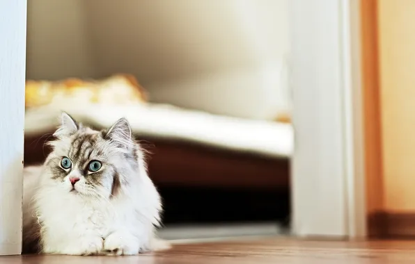 Cat, background, home